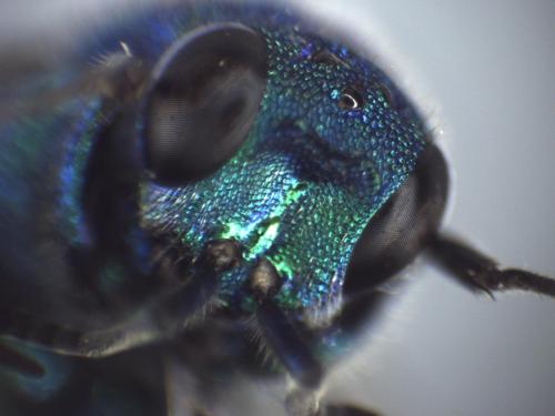 Réf. 330 768 : Chrysis comparata